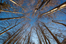 looking up to the tops of trees and blue sky 