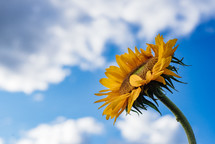 sunflower against the sky 