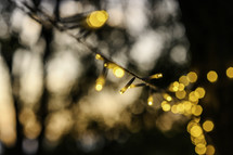 string of bokeh lights outdoors in evening 