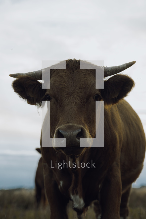 Brown cow in a meadow, farming livestock photograph