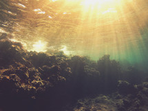 rays of sunlight shining on coral under water 
