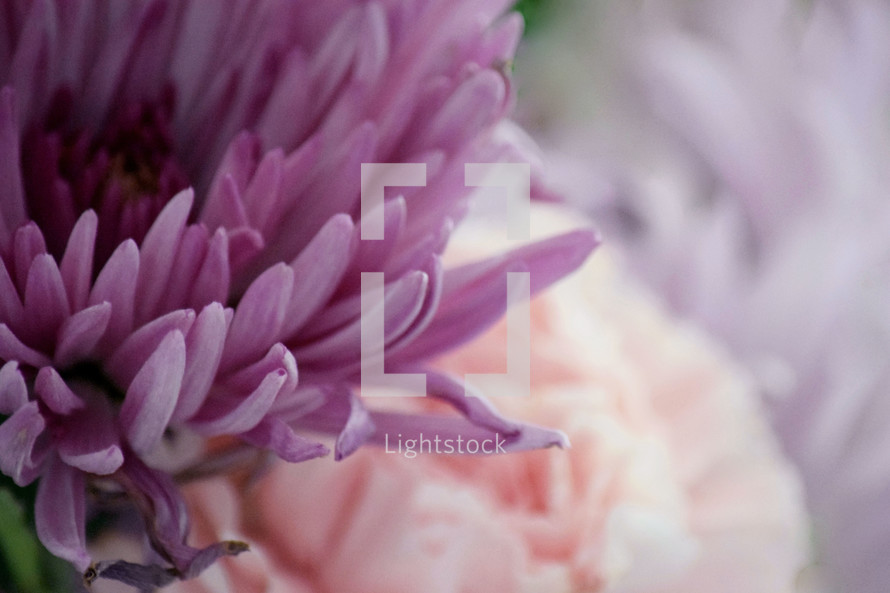 purple and pink flowers background 
