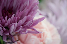 purple and pink flowers background 