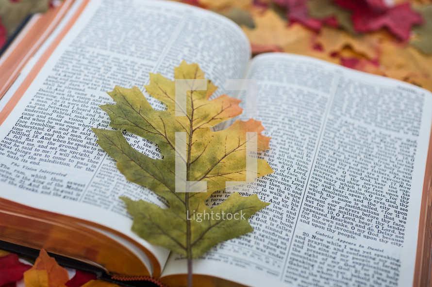 Fall leaf on the pages of an open Bible.
