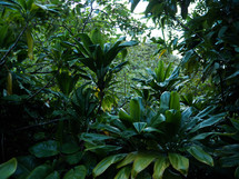 plants in a jungle 