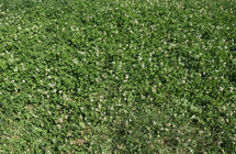 green meadow grass useful as a background