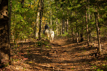 leading horses on a trail through the woods 