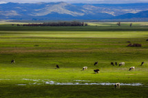cows in pasture 