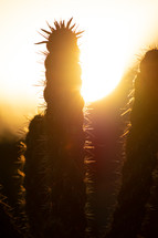 warm sunlight on cactus 