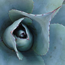 agave - desert plant closeup