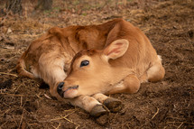 baby calf 