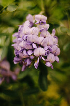 wisteria 
