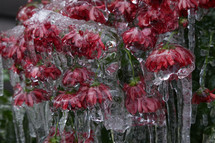 ice on flowers 