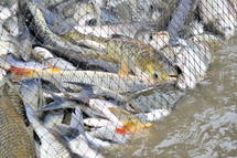 fish in a net 