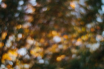 out of focus trees in a forest in fall 