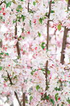 pink spring blossoms on a tree