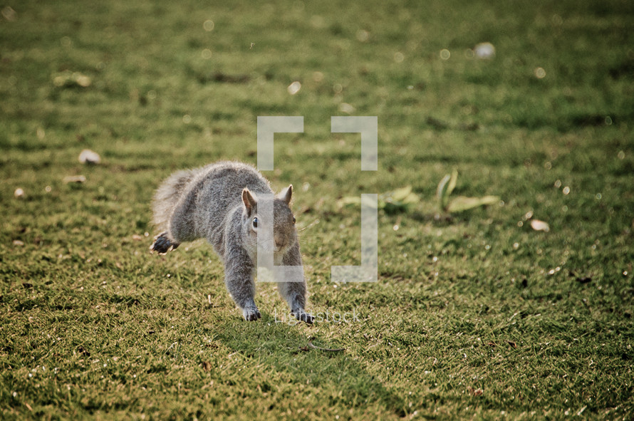 running squirrel 