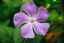 purple flower in a garden