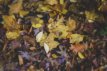 fall leaves on the ground