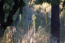sunlight on tall grasses and trees in a forest 