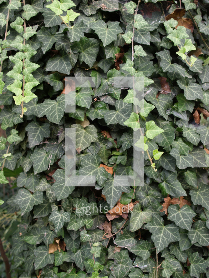 Green ivy leaves useful as a background