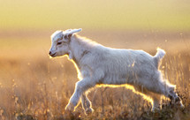 baby goat running in a field 