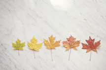 colorful fall leaves on marble background 