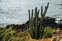cactus along a shoreline 