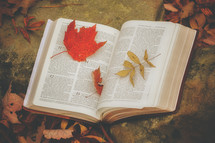 open Bible on a rock surrounded by fall leaves 