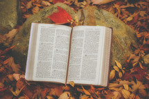 Open Bible on a rock in fall leaves 