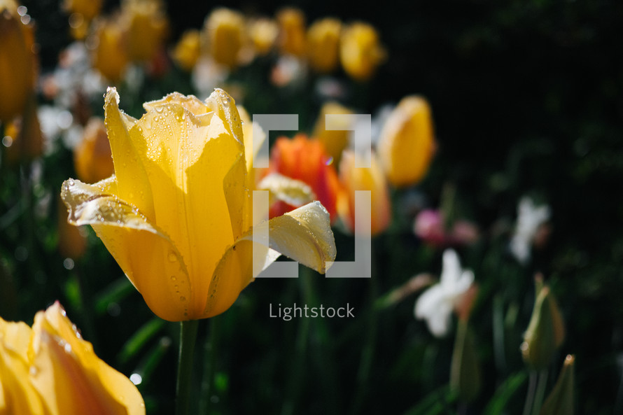 yellow spring tulips 