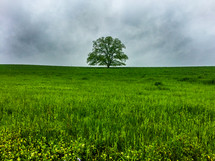 tree in a field of green 