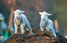 running lambs 
