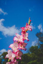 pink and white flowers against a blue sky 
