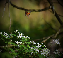 butterfly and white flowers 