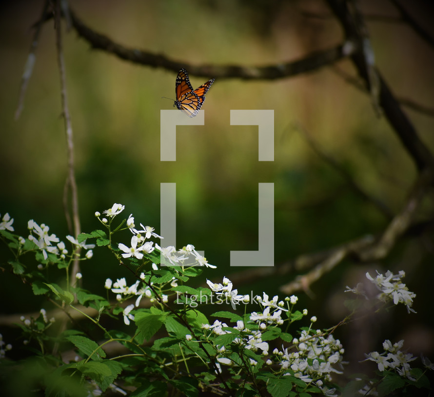 butterfly and white flowers 