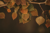 branch with fall leaves 