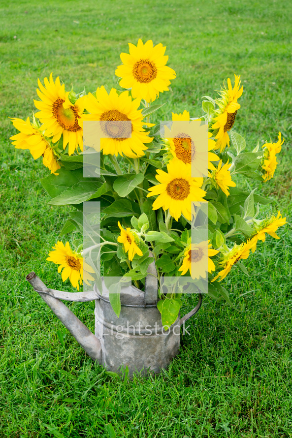 sunflowers in a watering can 