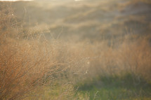 sunlight on brown grasses in a field 