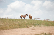 horses on a hill 
