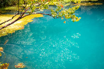 branch over turquoise waters 