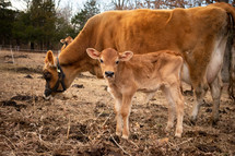 mother and baby cow 