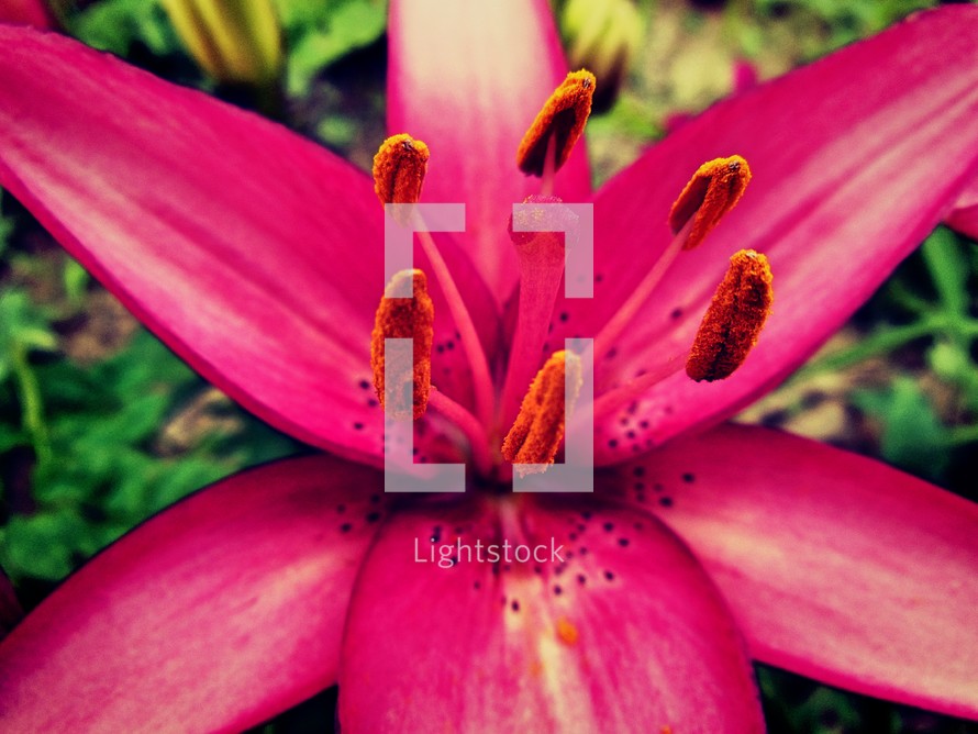 pink lily 