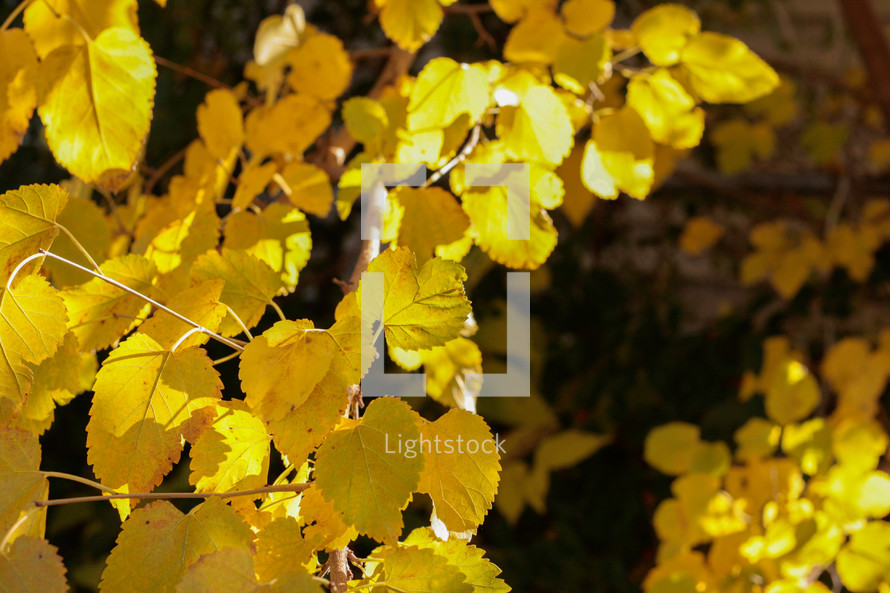 yellow leaves in fall 