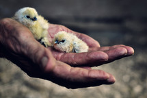 Hands holding baby chicks.