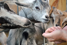 Feeding the goats a treat.
