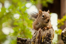 squirrel in a forest 