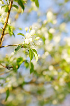 signs of spring - beautiful white blossom in tree