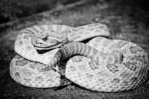 rattle snake 