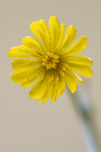 hypochoeris radicata yellow flower 